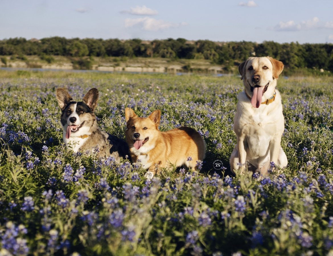 Archie, Brodie, and Cooper sitting in a field of Texas bluebonnets